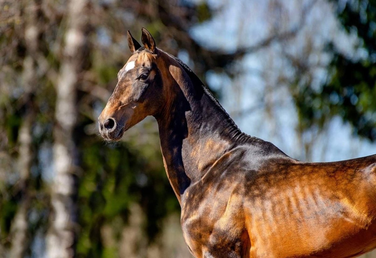 Караковый ахалтекинец