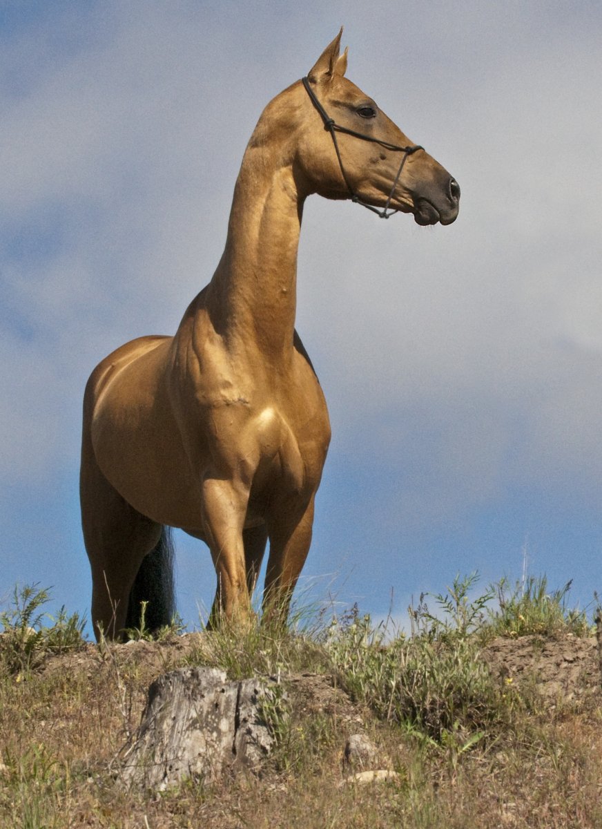 Золотой ахалтекинец лошадь