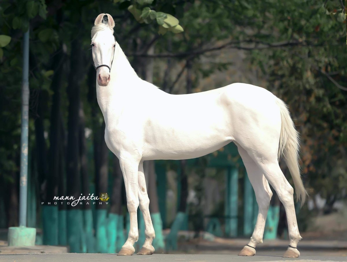 Марвари серый