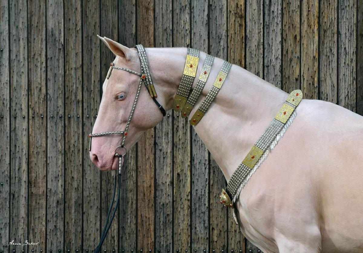 Ахалтекинские кони Туркменистана