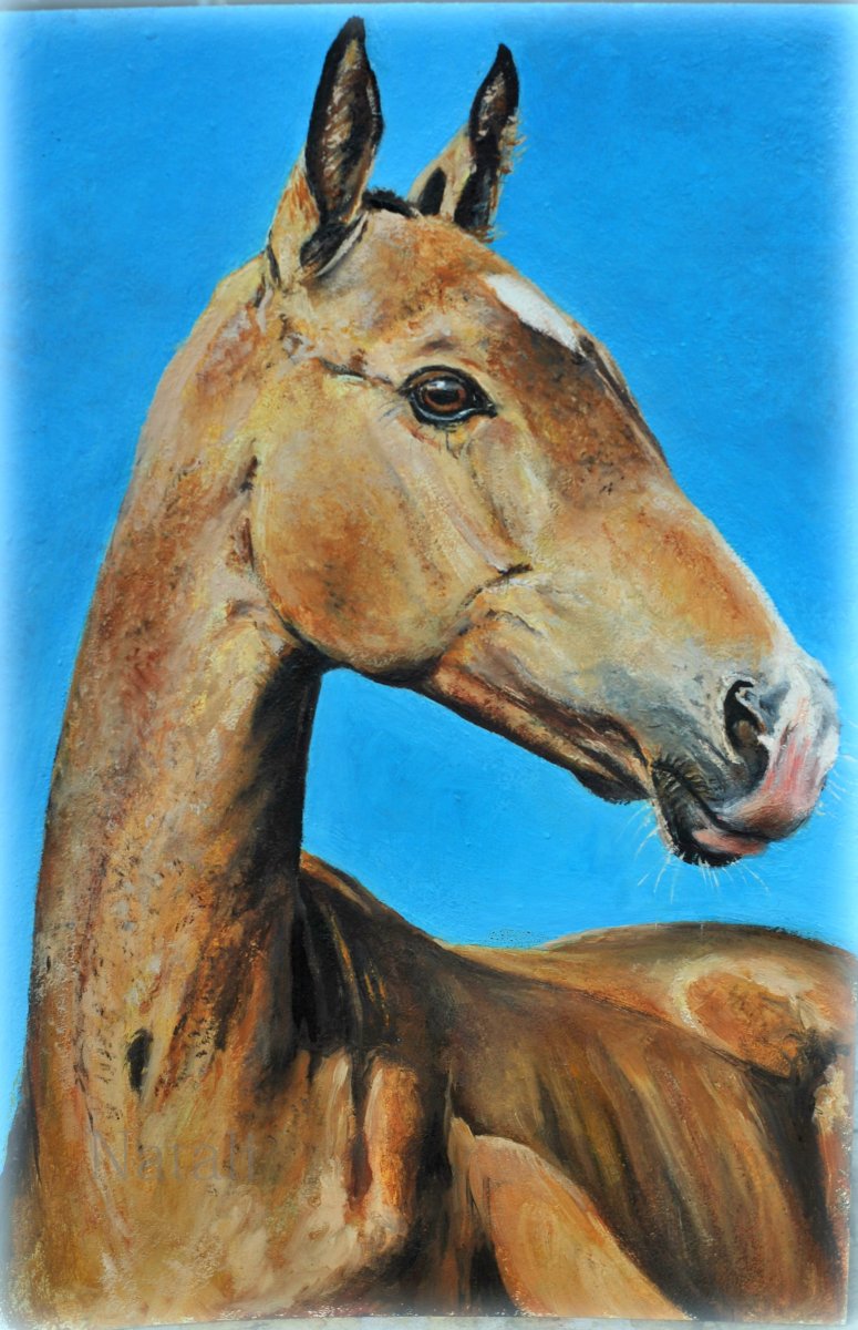 Ахалтекинец Гайсар Шах