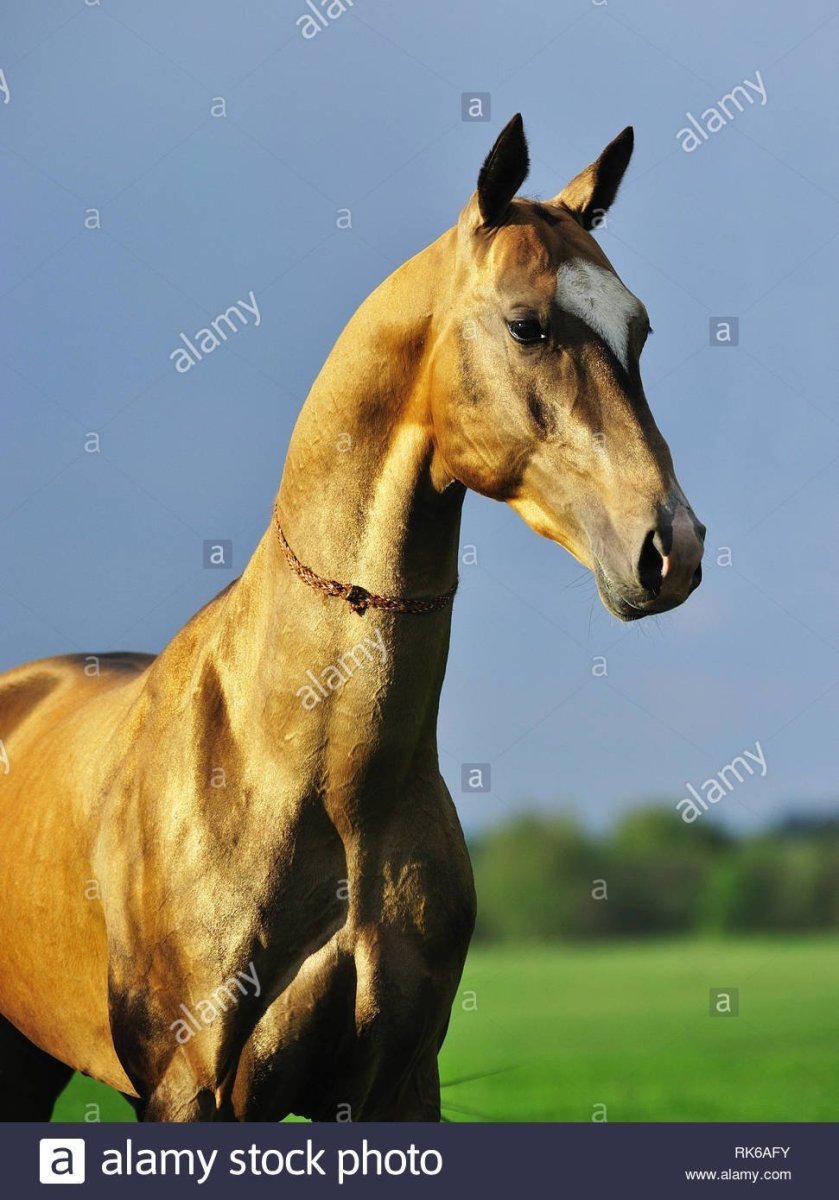Ахалтекинская лошадь