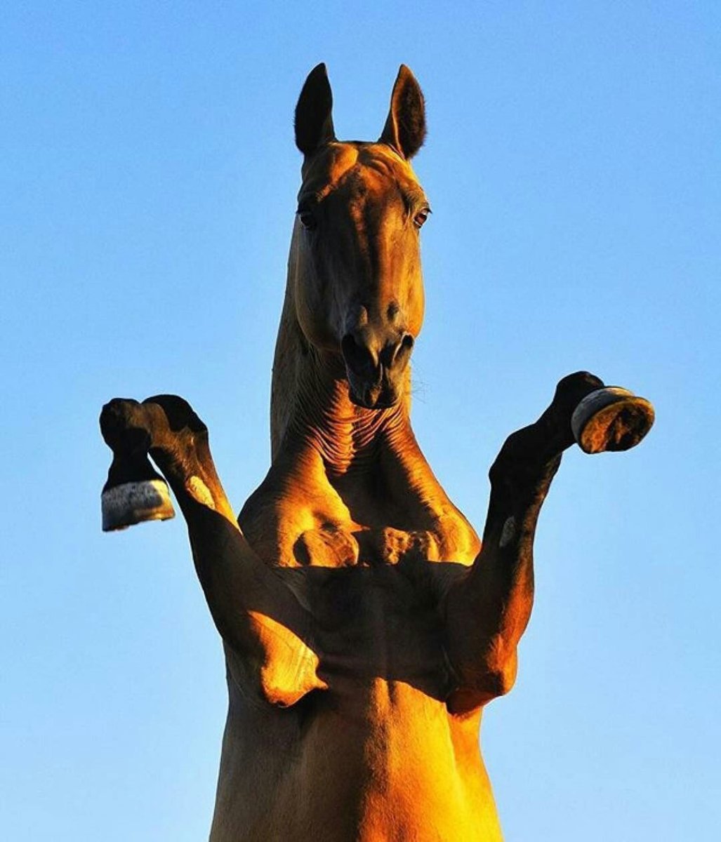 Поле с конями статуи