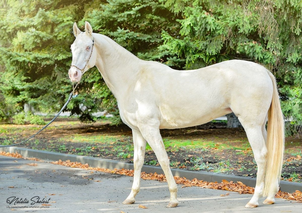 Collecta 88623 Perlino Ахалтекинская лошадь кобыла