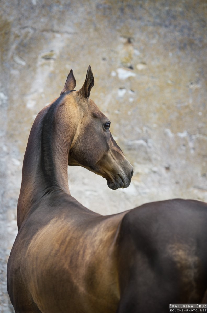 Ахалтекинцы лошади 2 лошади