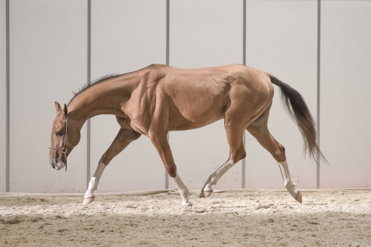 Порода лошадей ахалтекинец