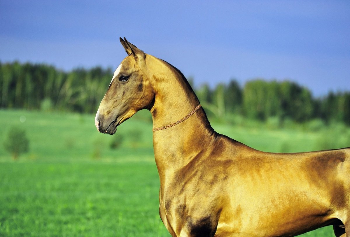 Ахалтекинская лошадь портрет