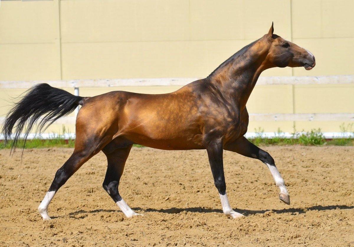 Сагиб ахалтекинец