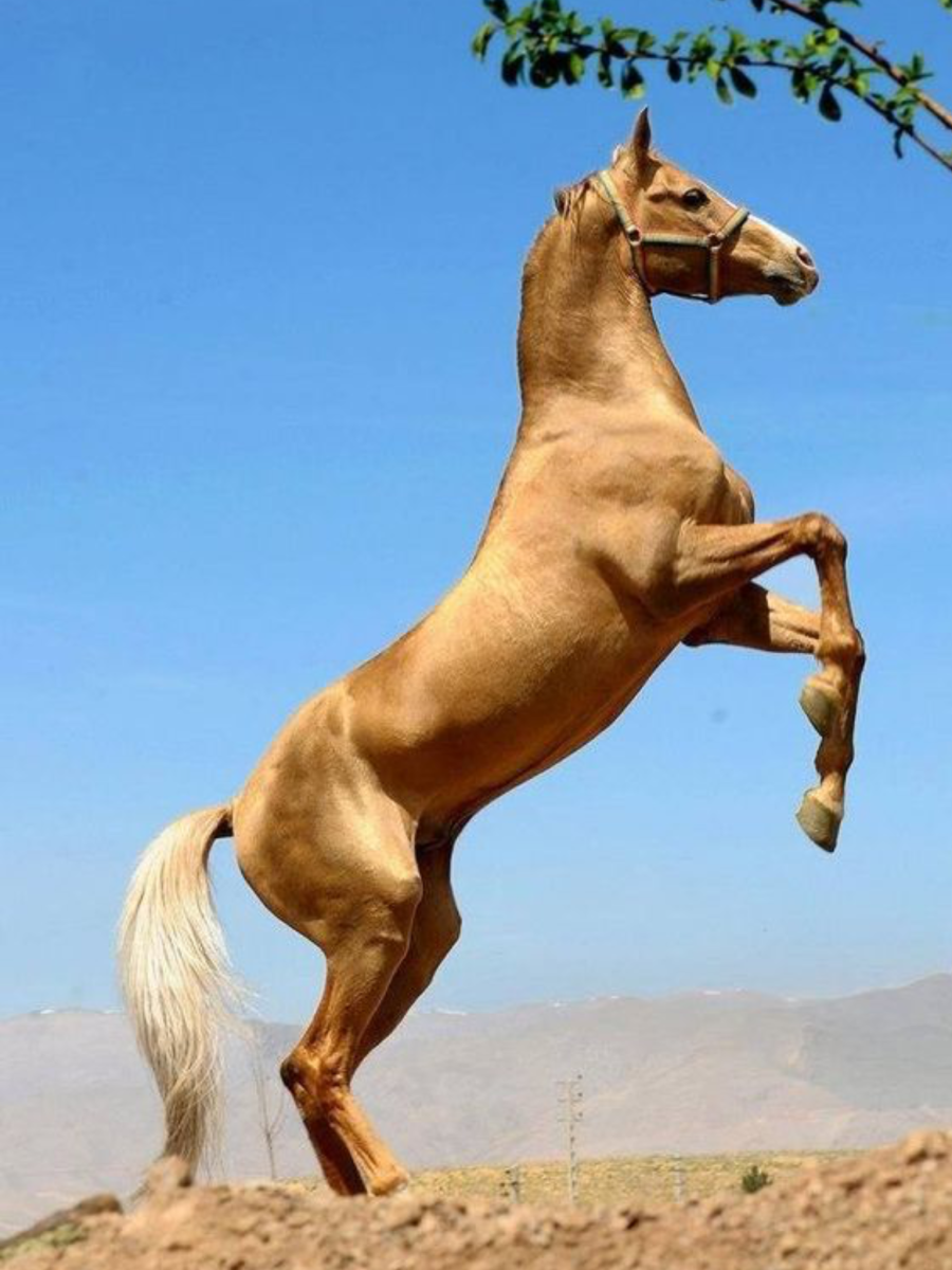 Ахалтекинская порода лошадей