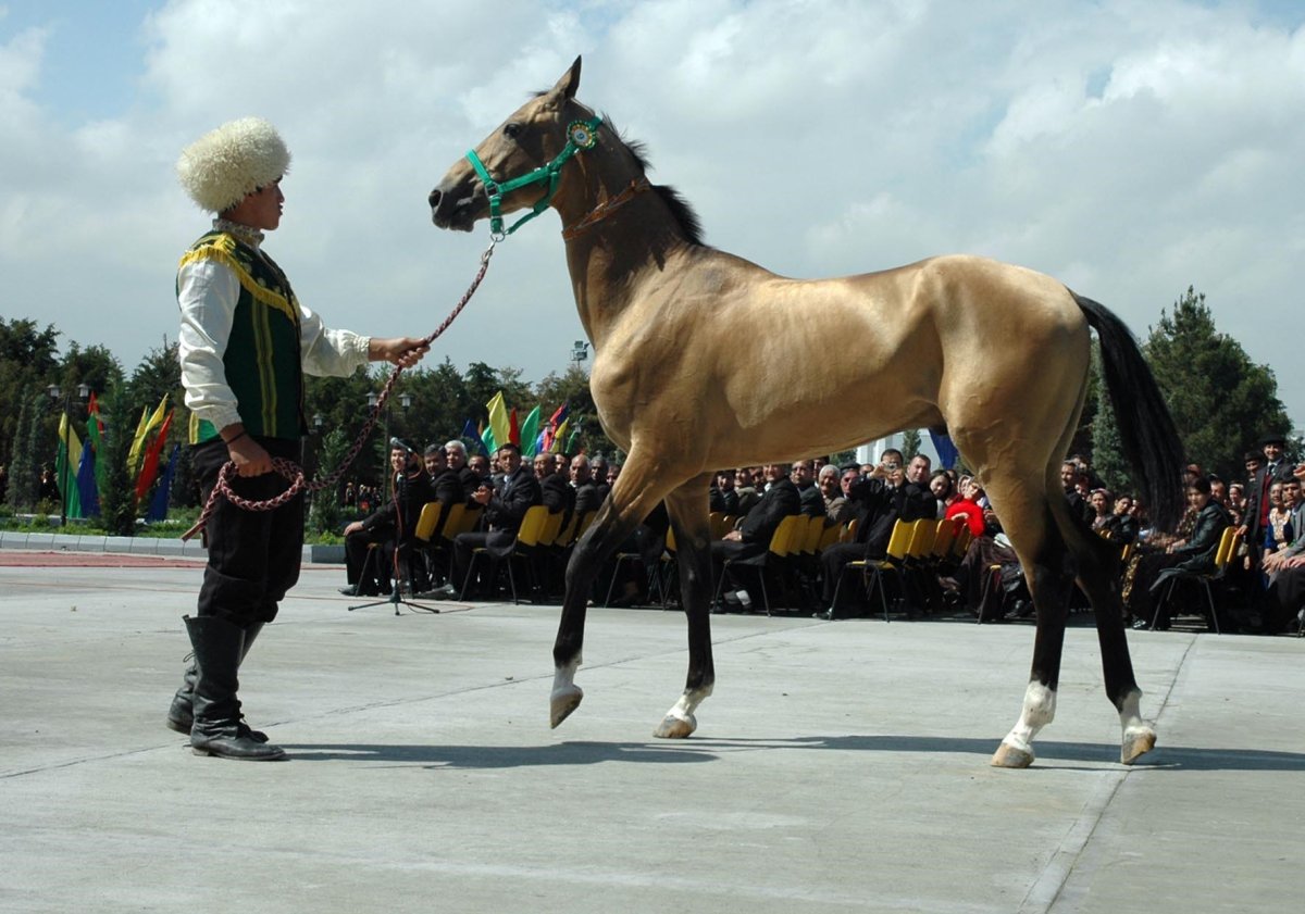 Ахалтекинская лошадь Туркменистан