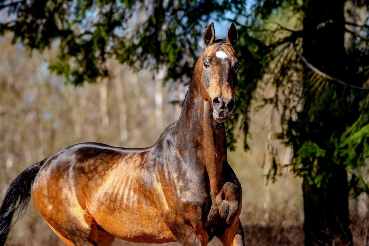 Гнедой ахалтекинец