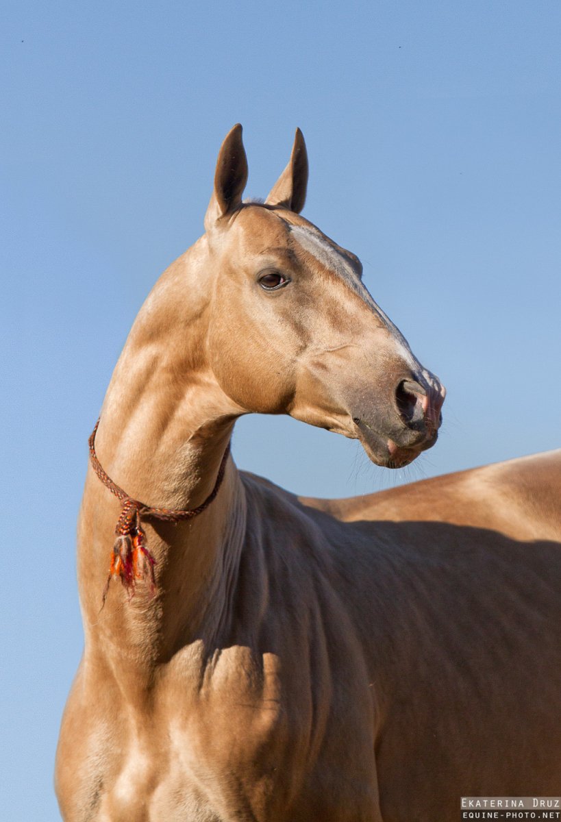 Ахалтекинская порода лошадей