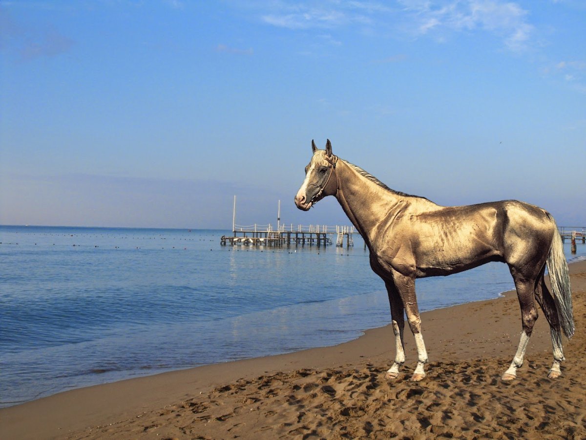 Ахалтекинская лошадь Туркменистан