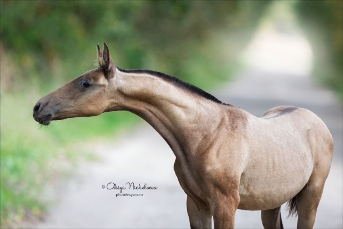 Ахалтекинец изабелловой
