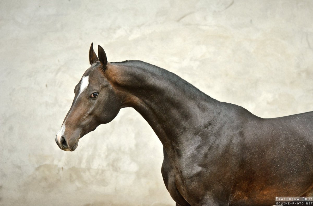 Тохтамыш конь ахалтекинской породы