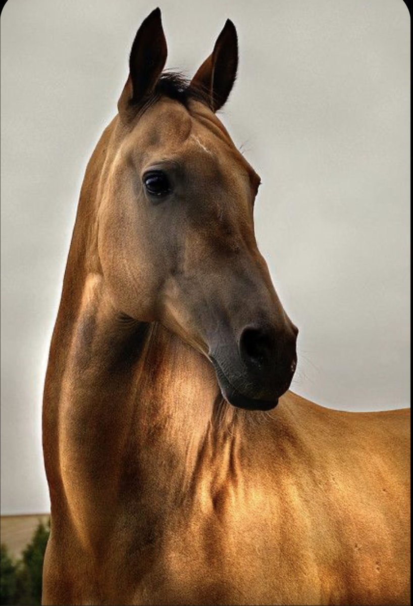 Порода лошадей ахалтекинец