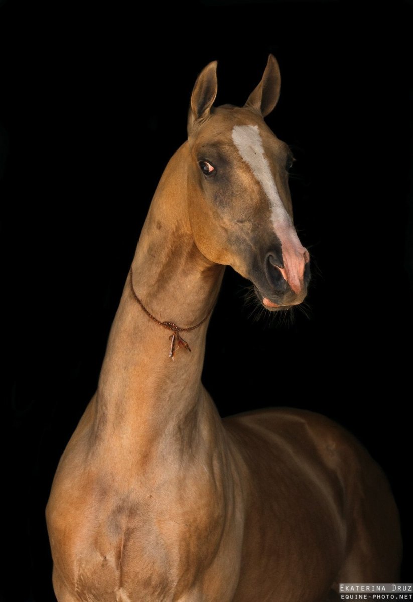 Ахалтекинская лошадь Буланая