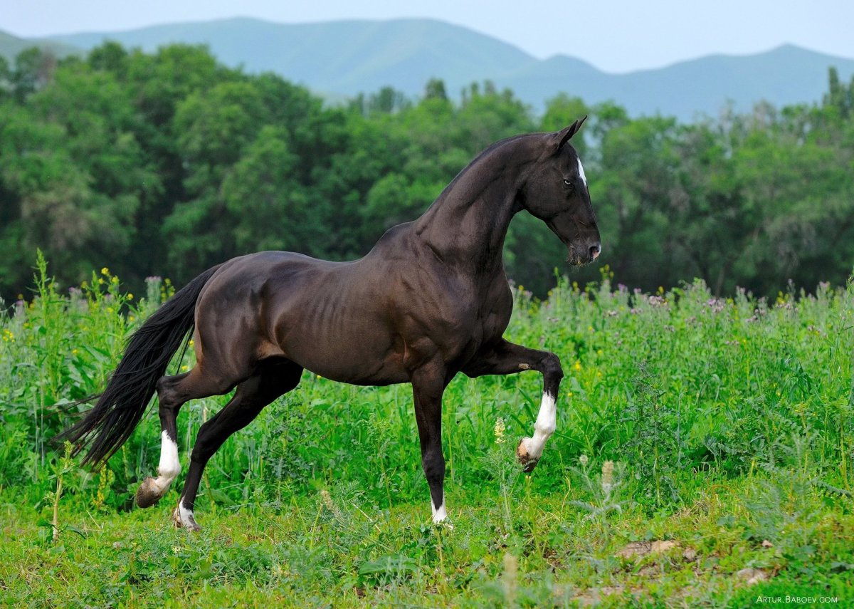 Ахал теке лошадь