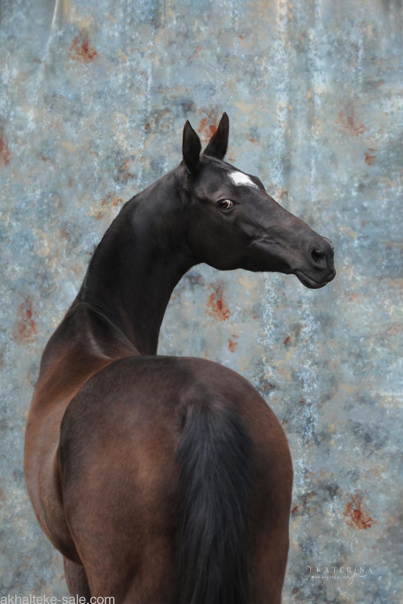 Ахалтекинцы вороной масти