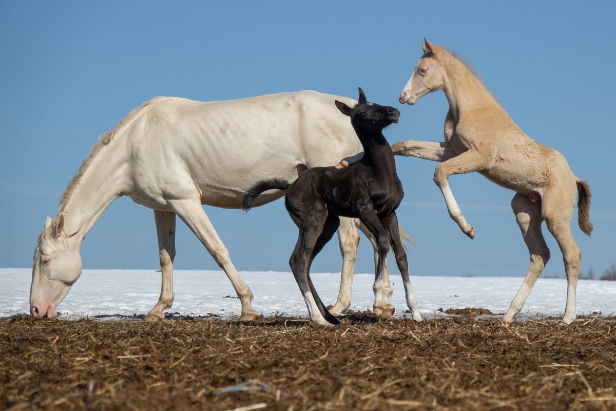 Ахалтекинская Перлино
