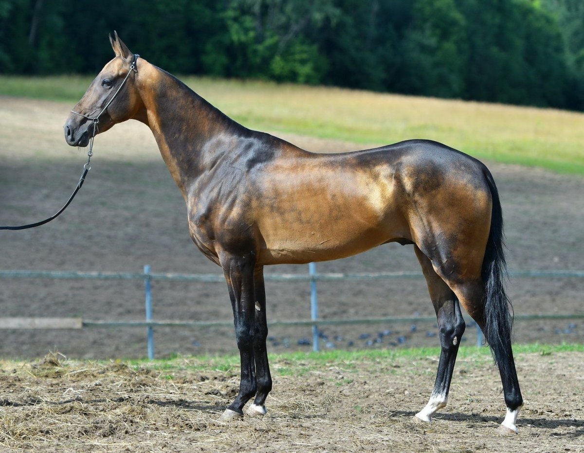 Караковый ахалтекинец