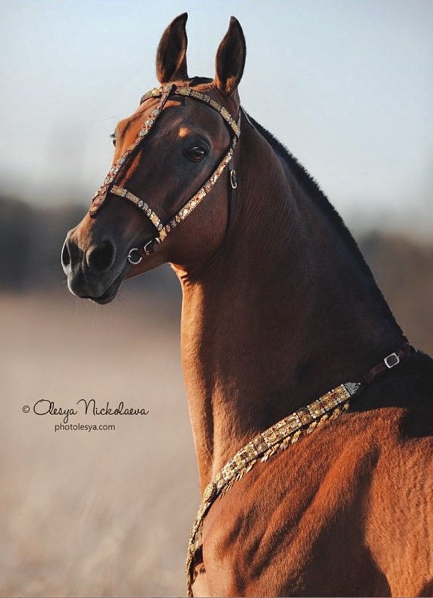 Ахалтекинский жеребец Байхан 2010 г