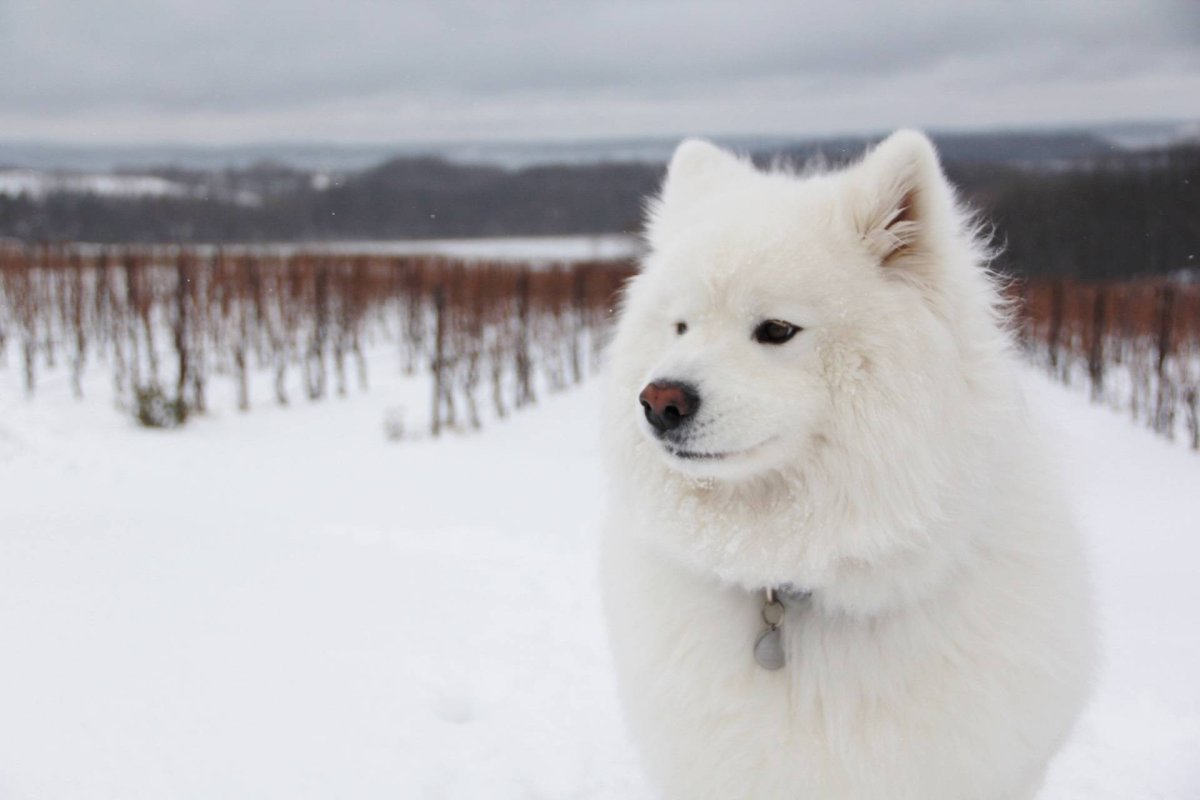 Белые породы собак среднего размера