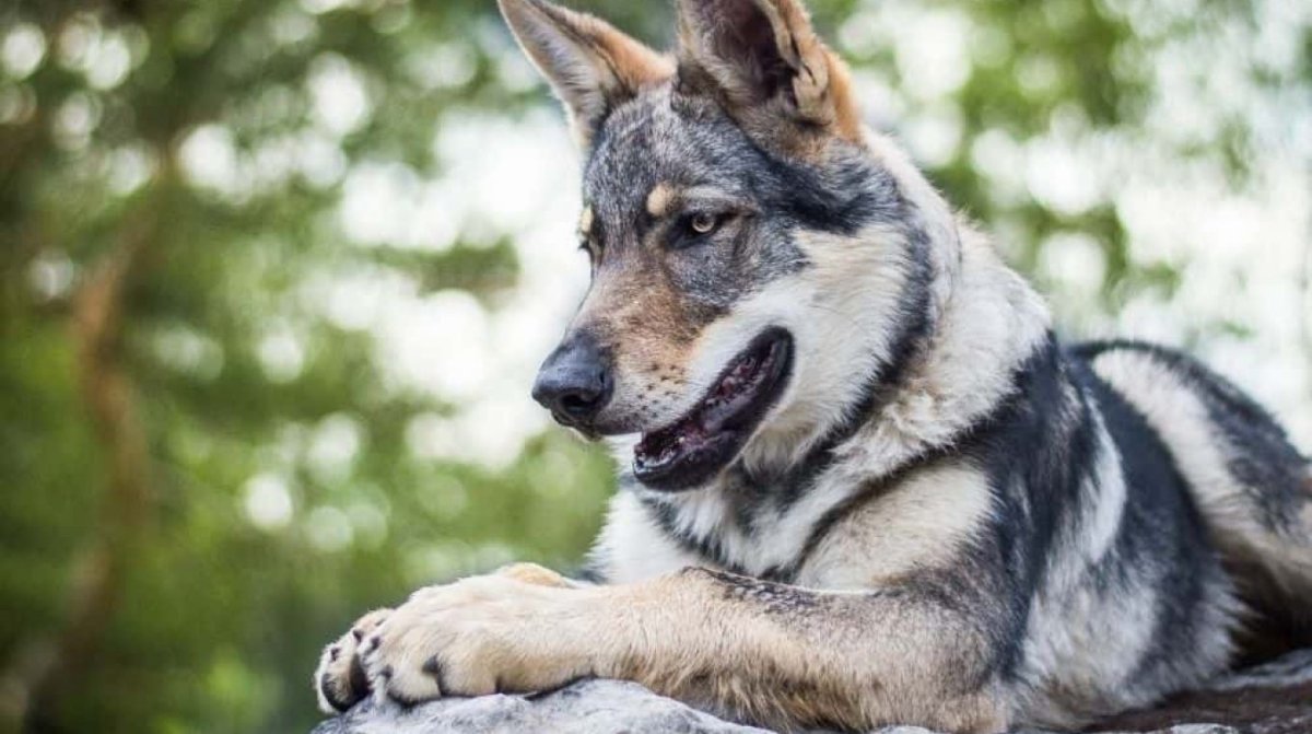 The Dogs and the Wolves