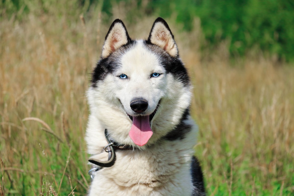 Лайки просмотры