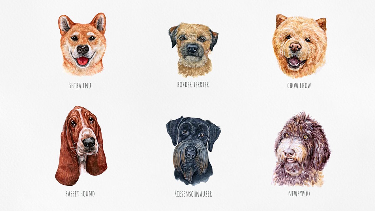 Брахиоцефальные собаки