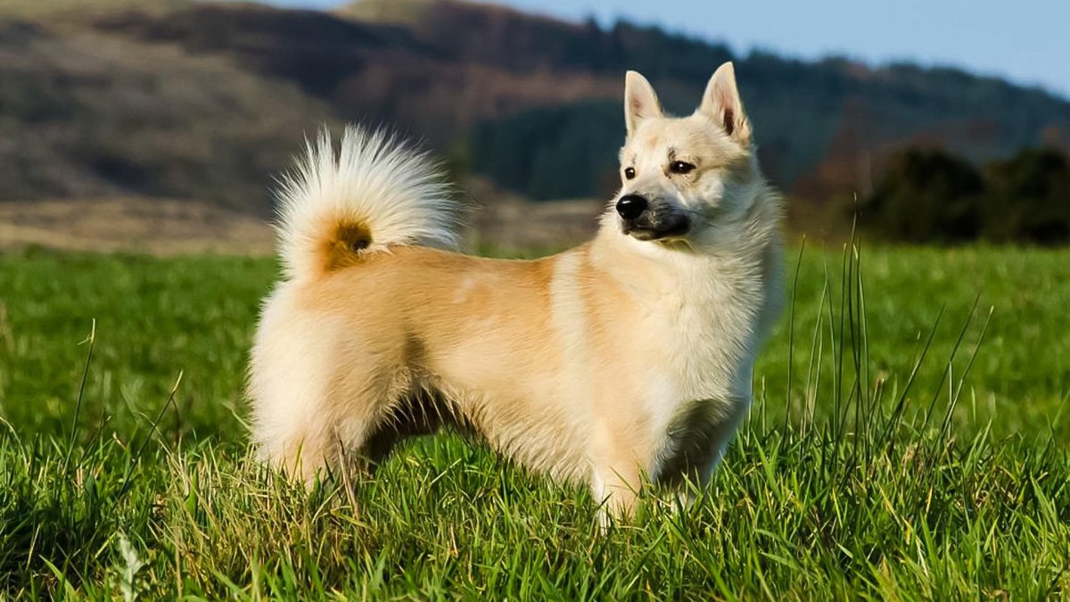 Исландская пастушья овчарка