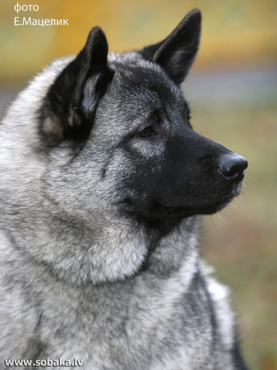 Шведский белый элкхаунд