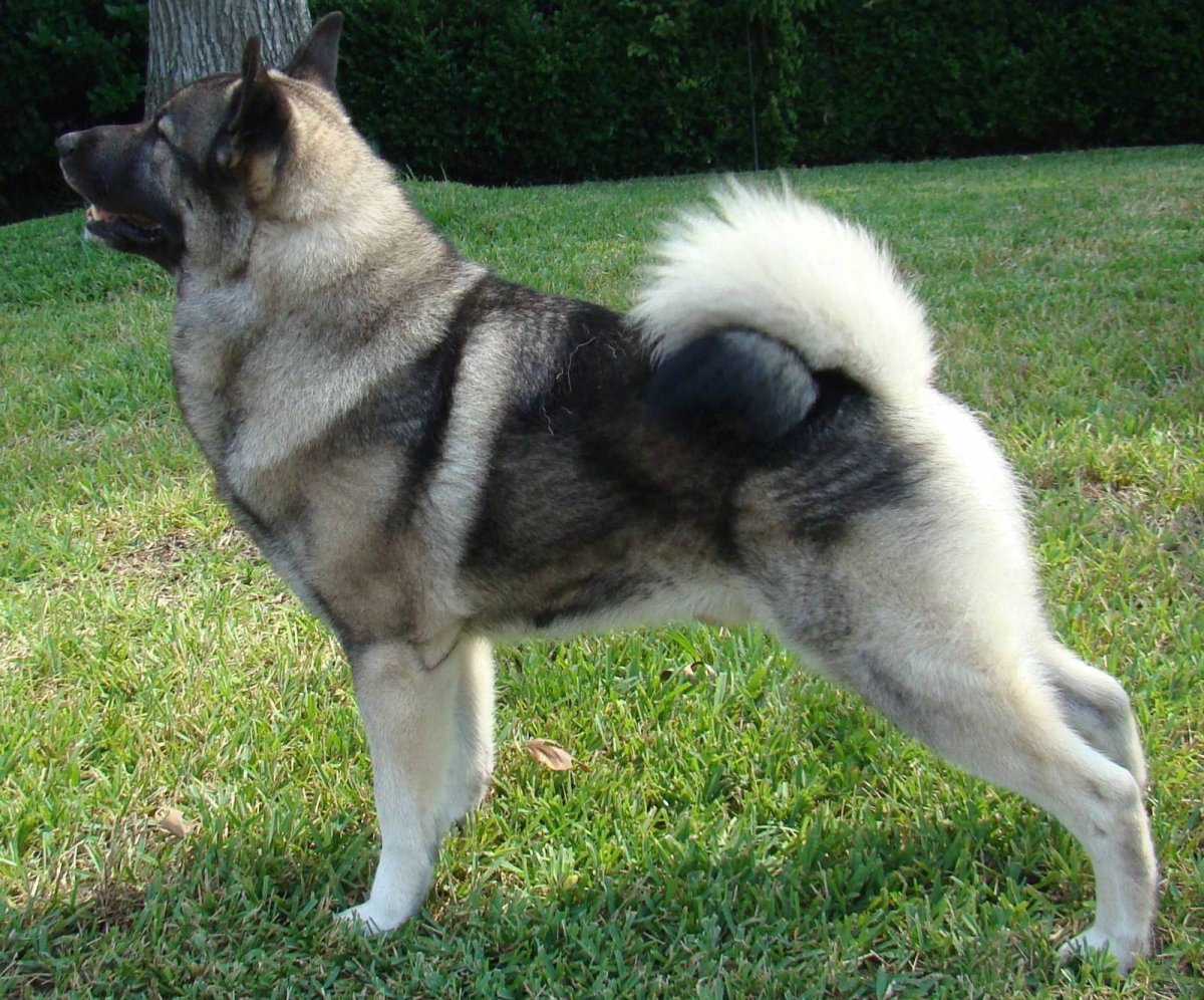 Лосиная лайка элкхаунд