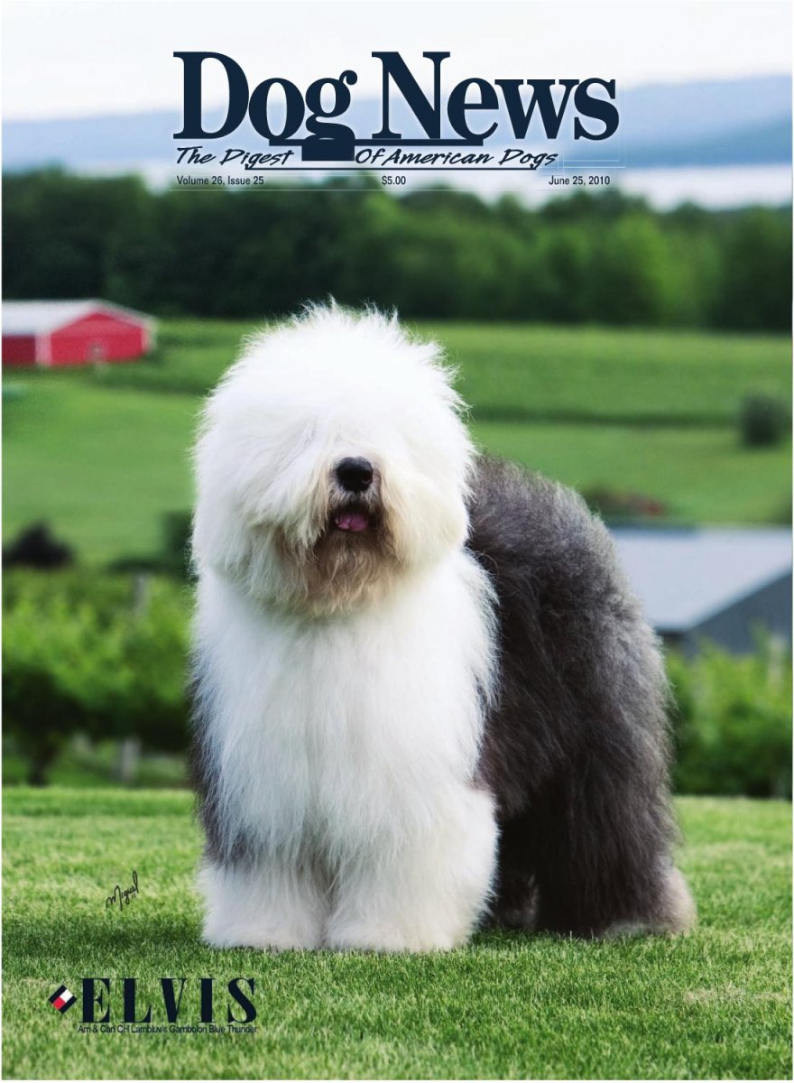 Порода собак бобтейл