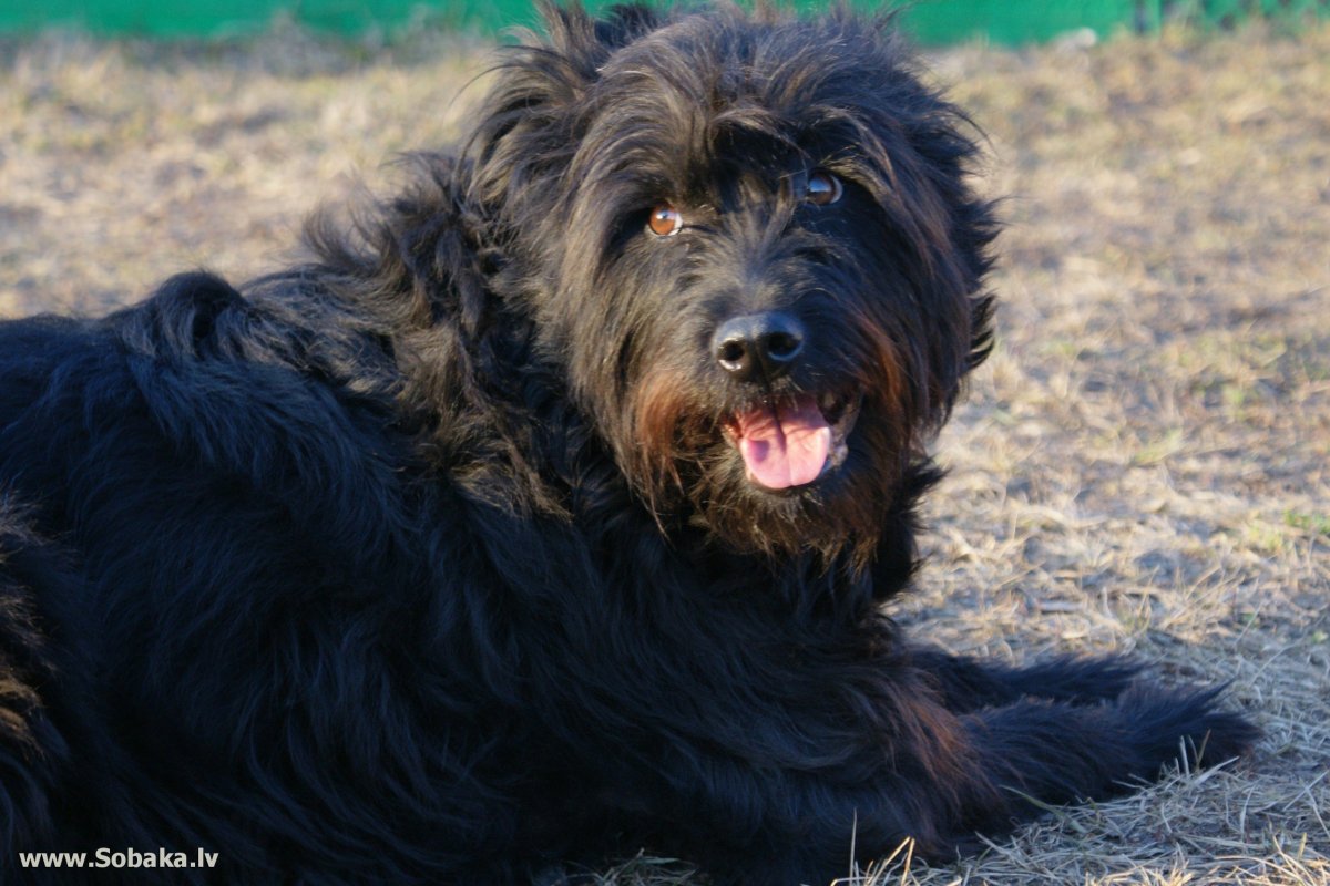 Порода собак Монгрел