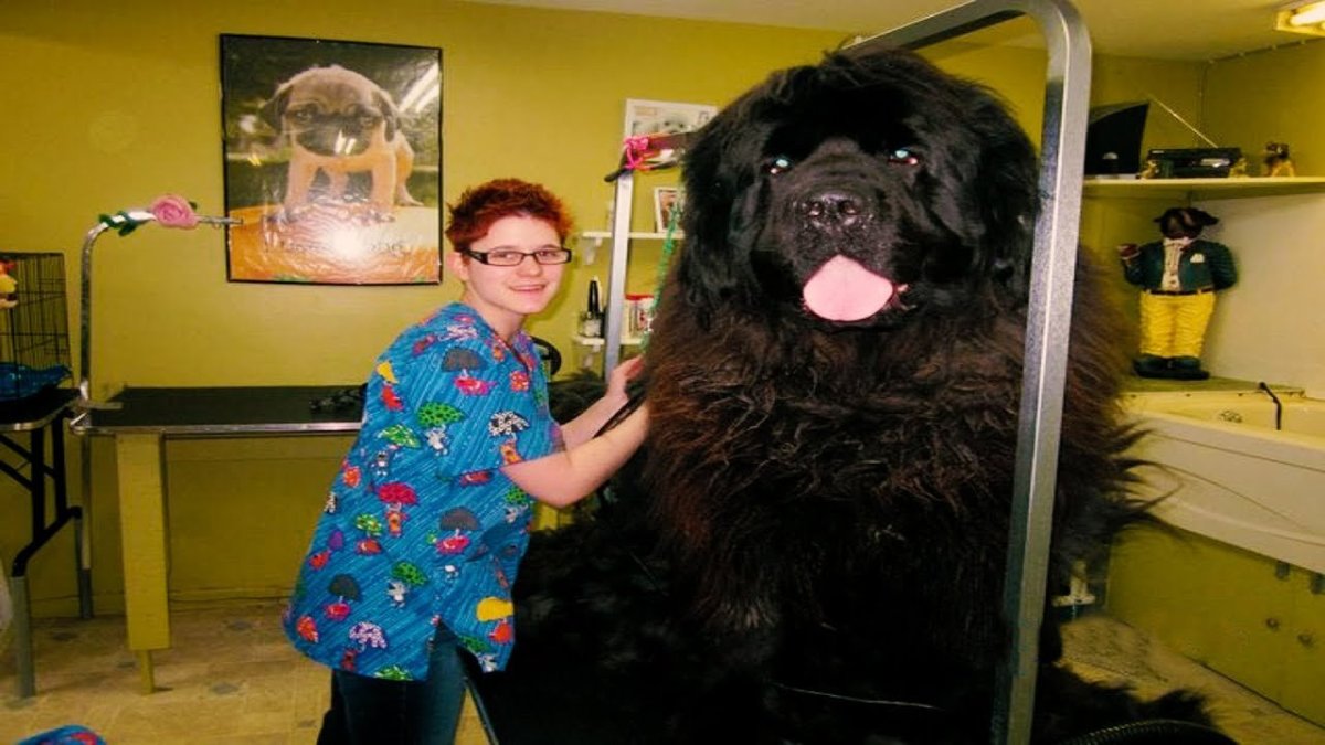 Тибетский мастиф гигант