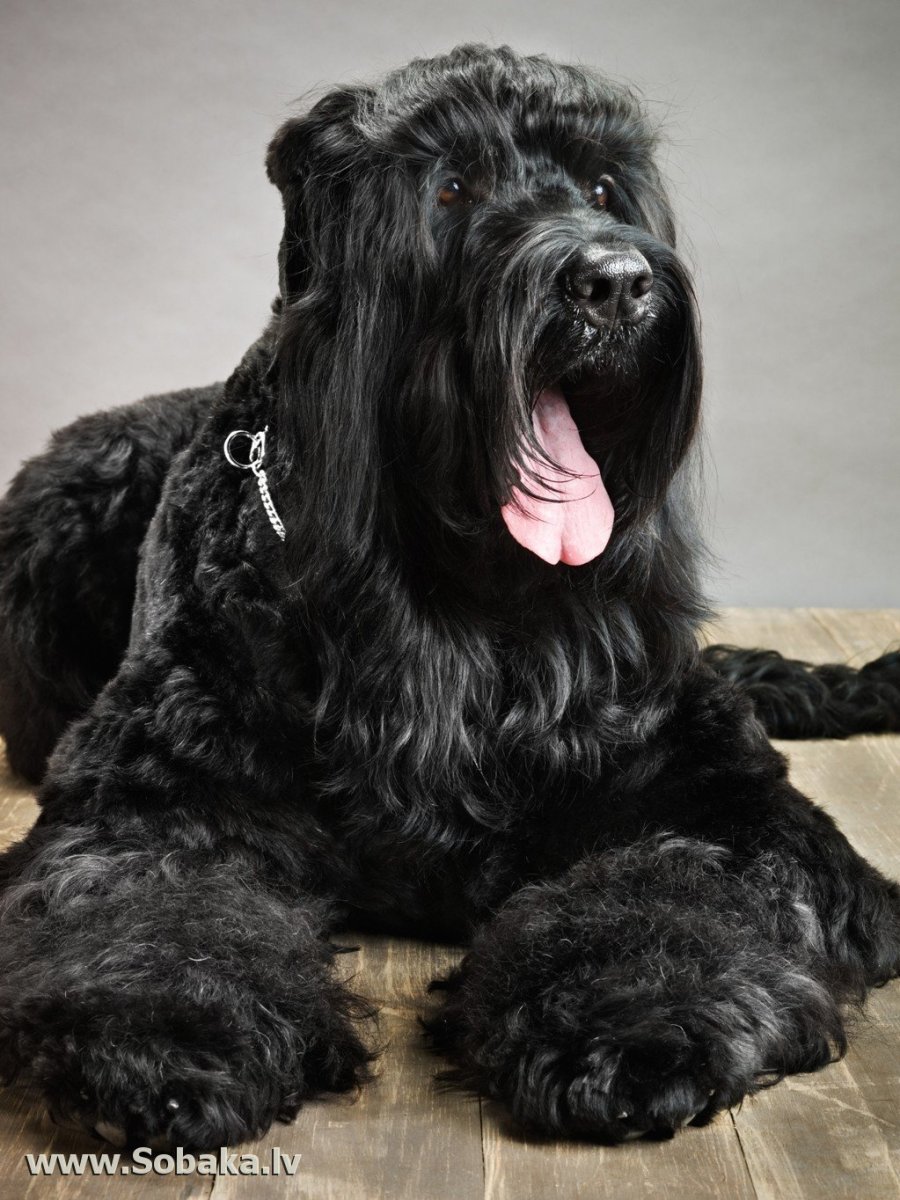 Лохмач терьер