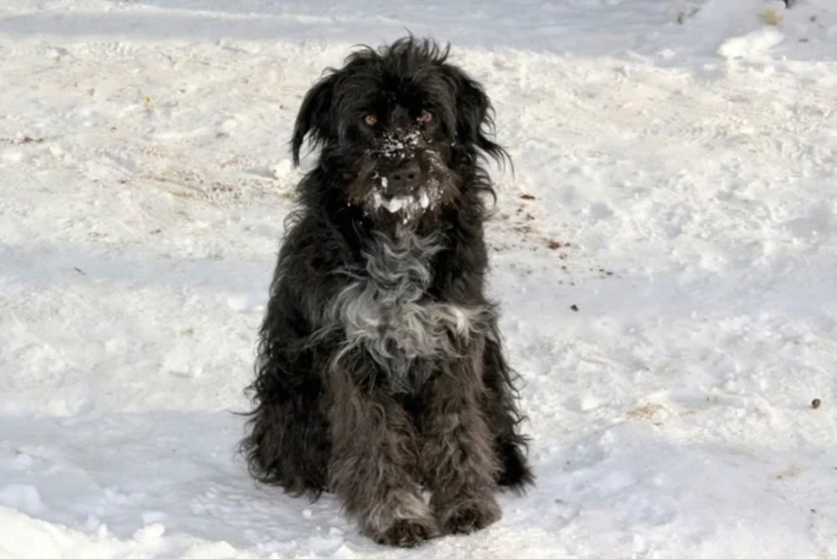 Дворняга лохматый пес