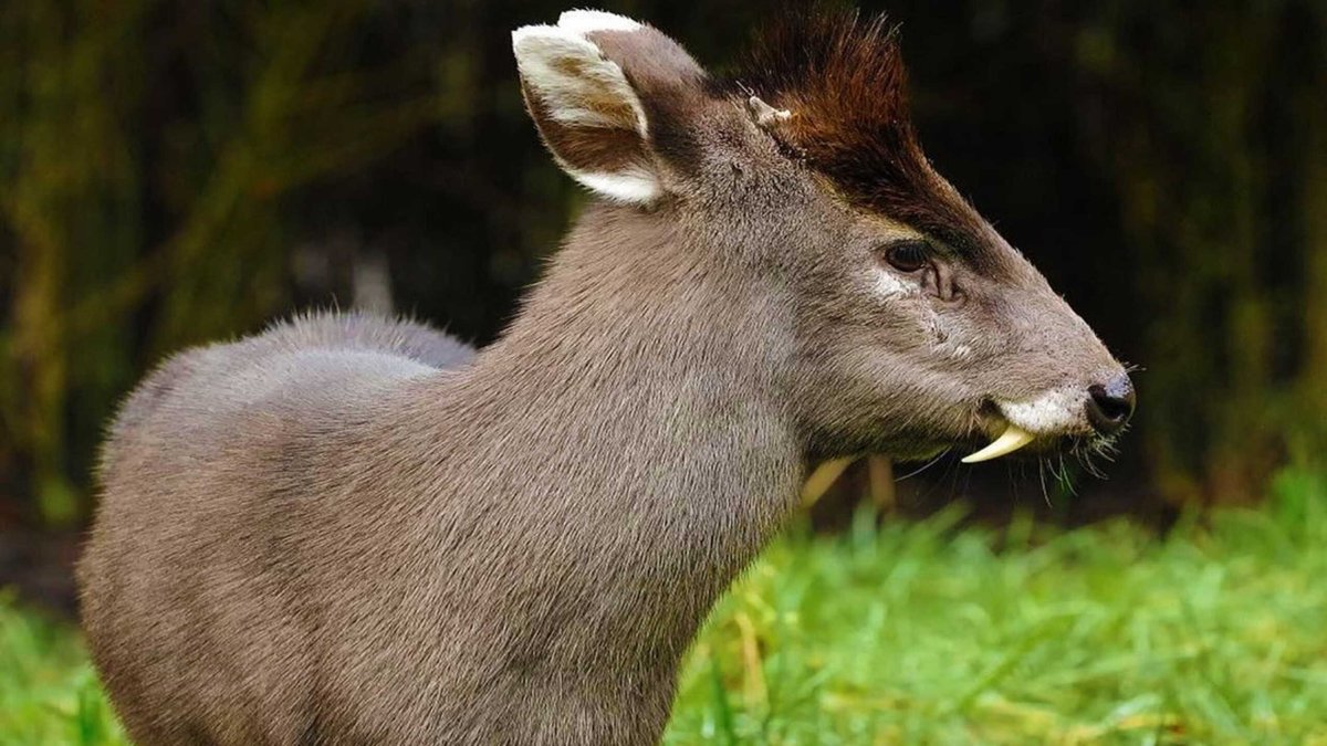 Олень кабарга мускус
