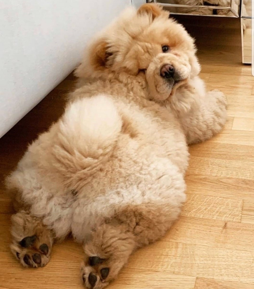 Большая пушистая кремового цвета собака