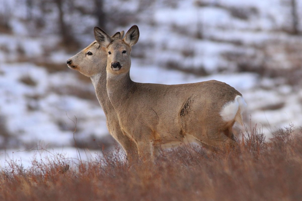 Норский заповедник Сибирская косуля