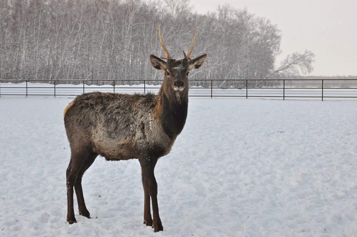 Сибирский олень зимой