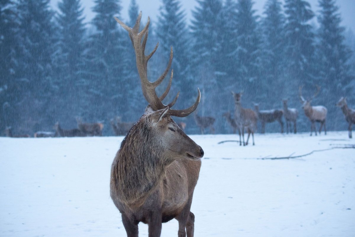 Олень зимой