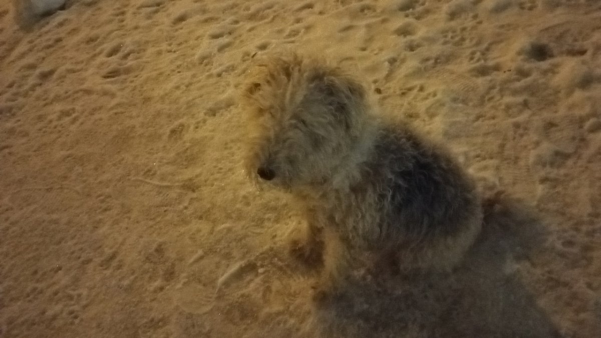 Большая мохнатая собака