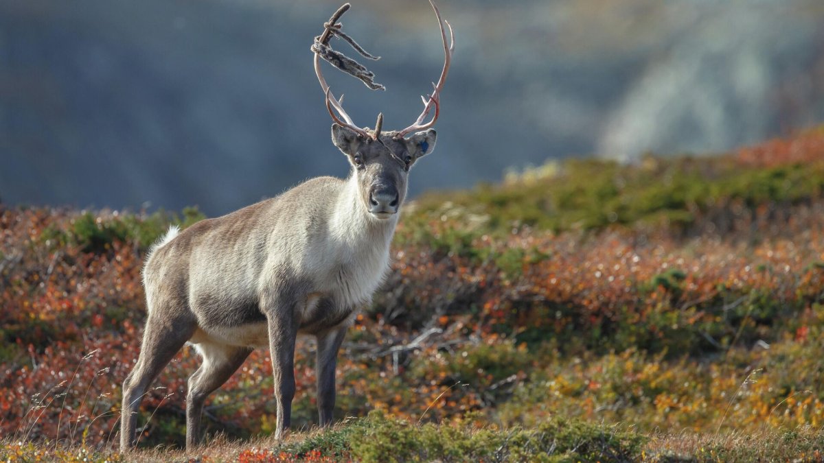 Северный олень в тундре