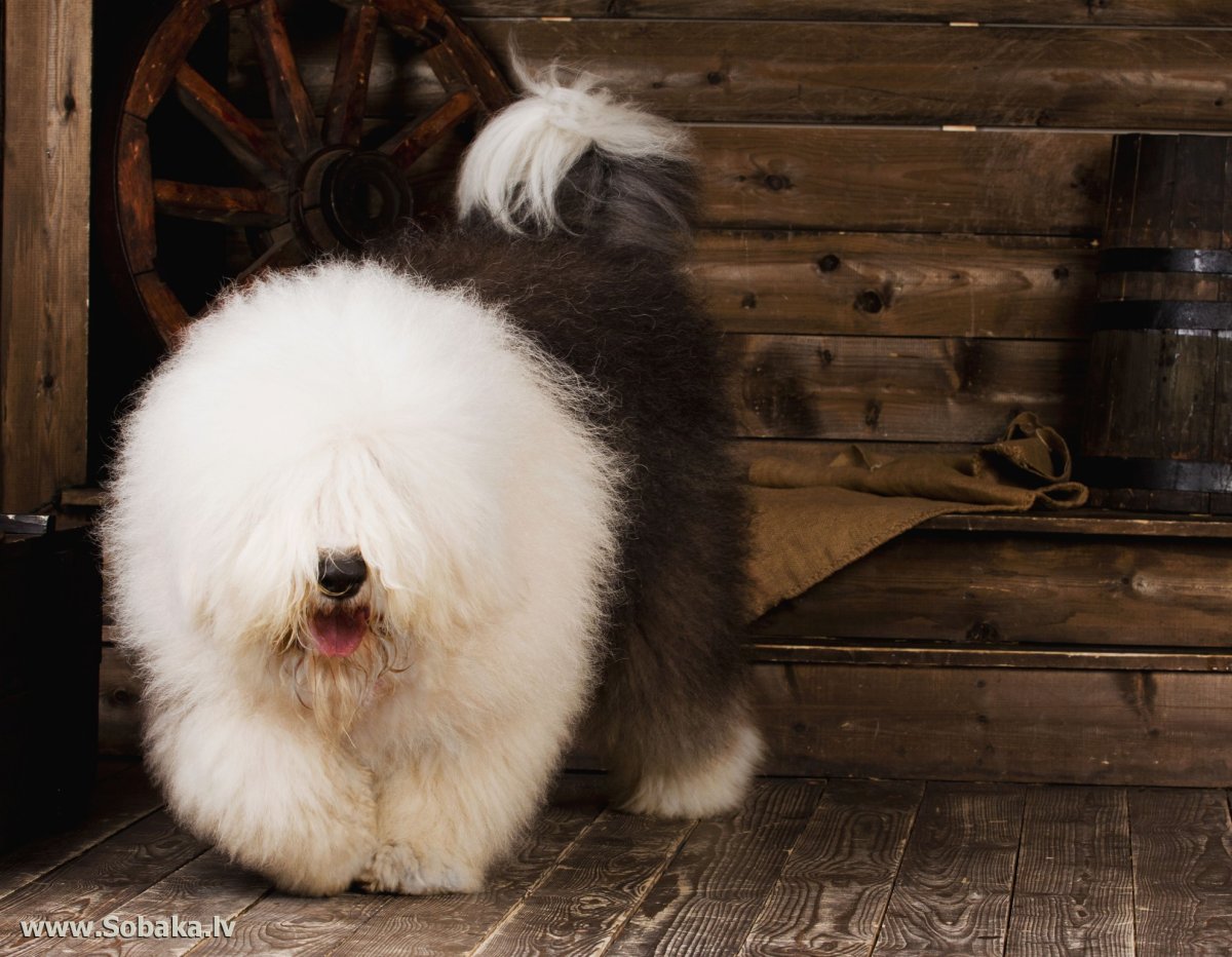 Бобтейл собака