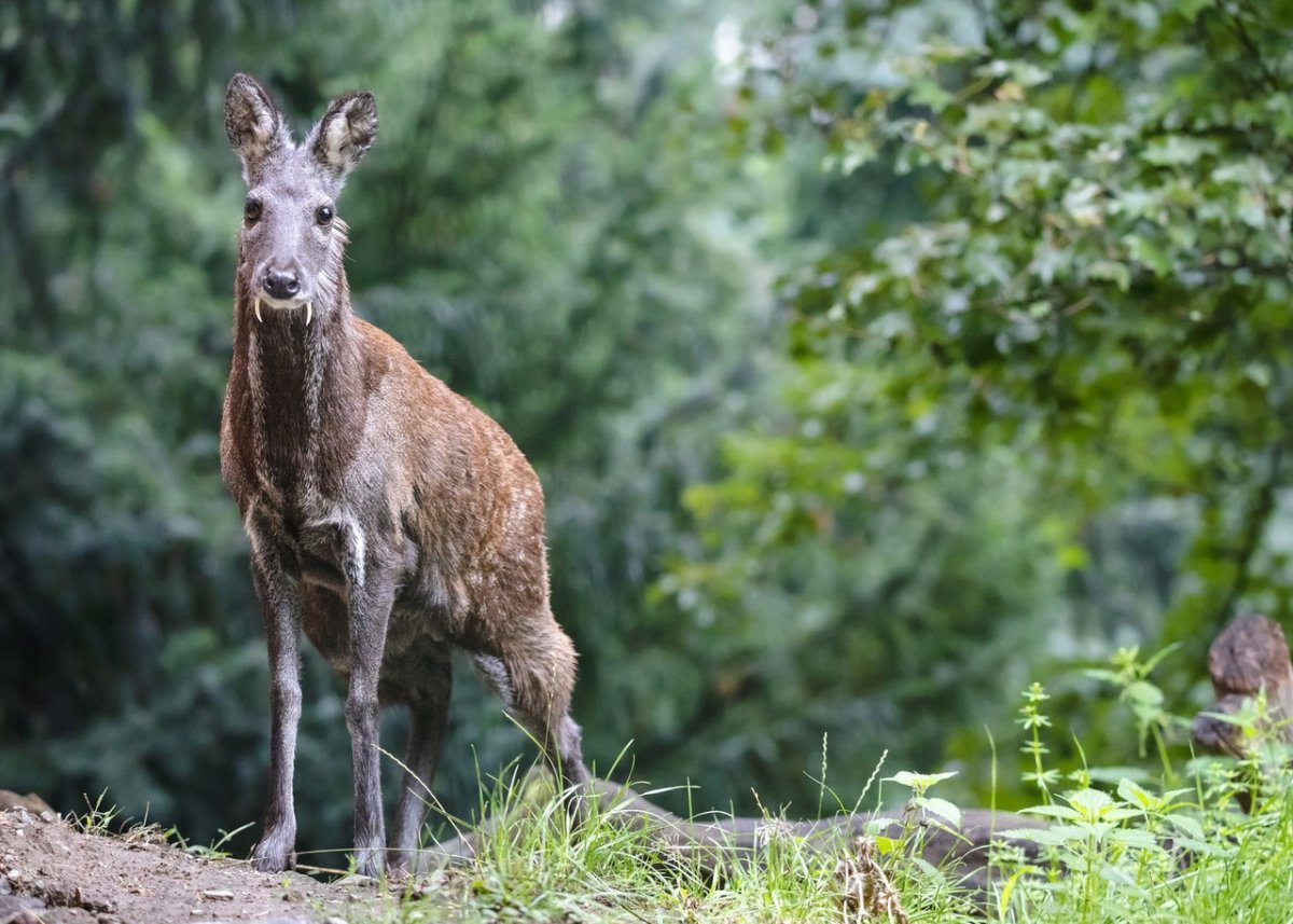 Сибирская кабарга