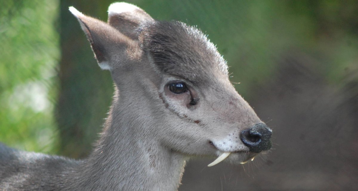 Сибирская кабарга самец