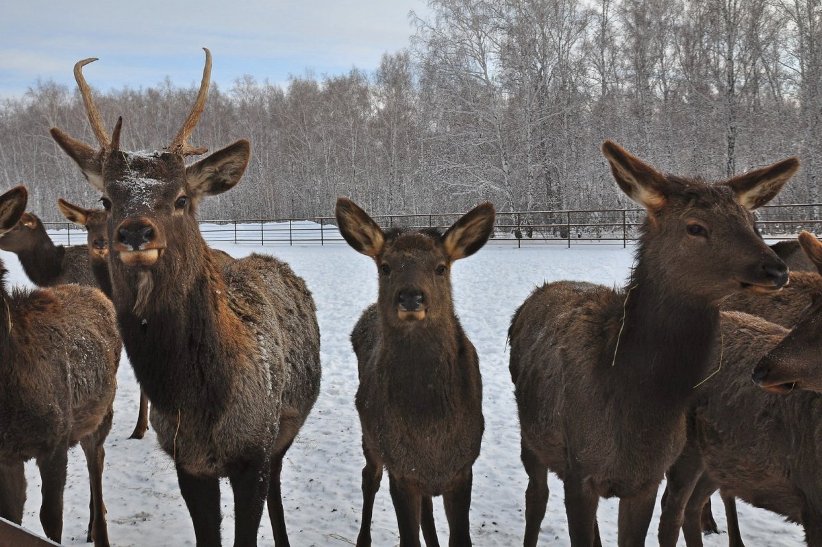 Олени в Сибири
