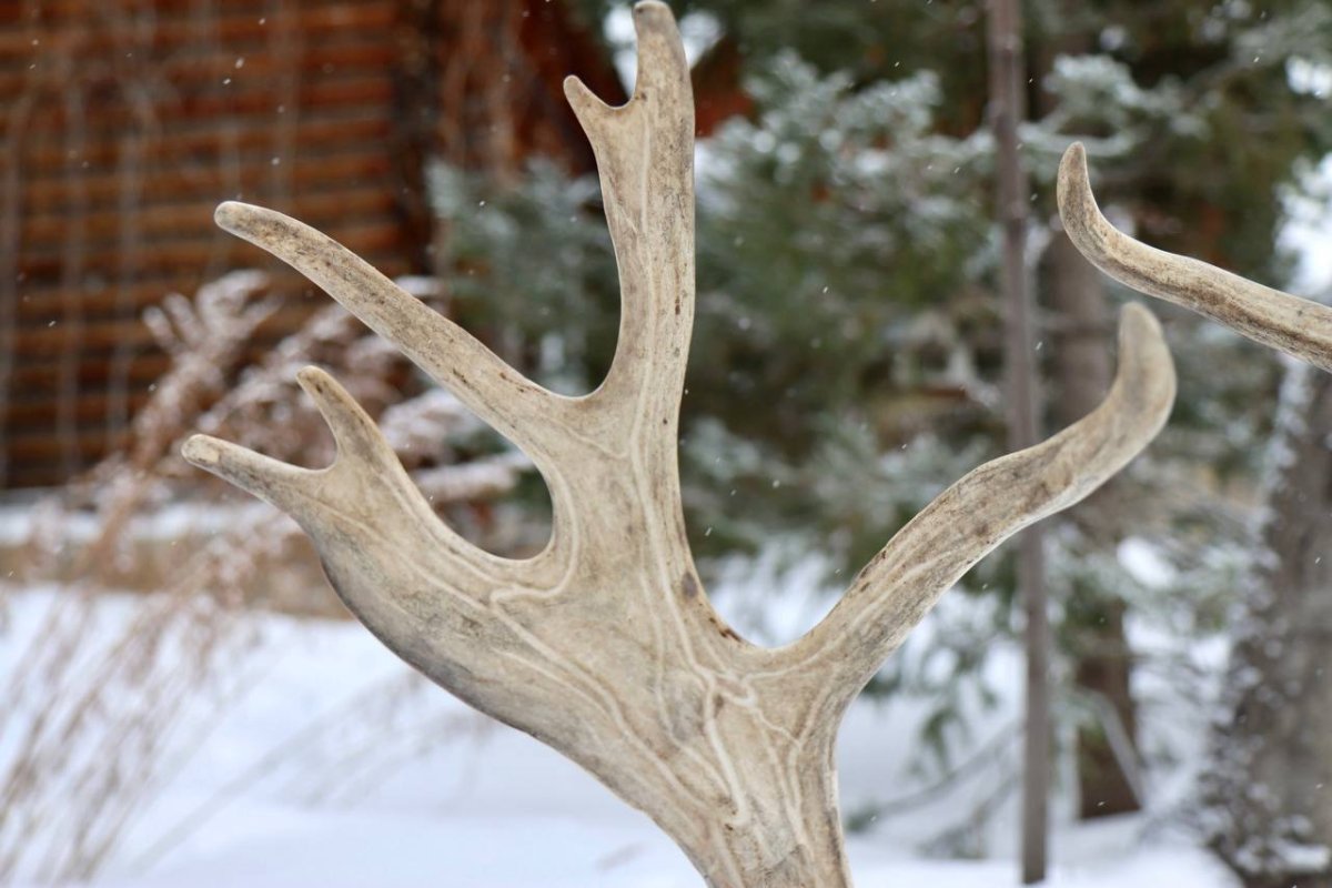 Рога "Северный олень"
